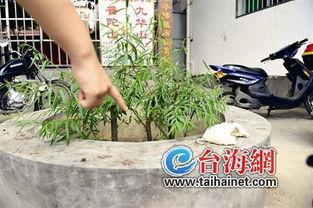 初中女生长丝袜去上学,初中女生校园生活剪影