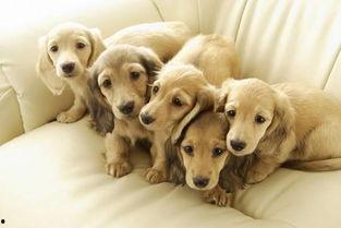 娱乐吃瓜酱精神抚慰犬