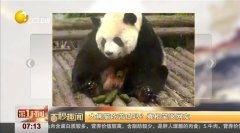 娱乐吃瓜熊猫视频在线观看